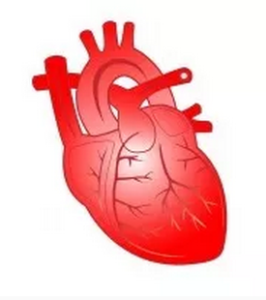Ein gesundes und gut mit Sauerstoff versorgtes Herz gezeichnet und in rot